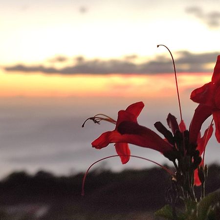 El Jardin De Las Pleyades Los Llanos De Aridane Esterno foto